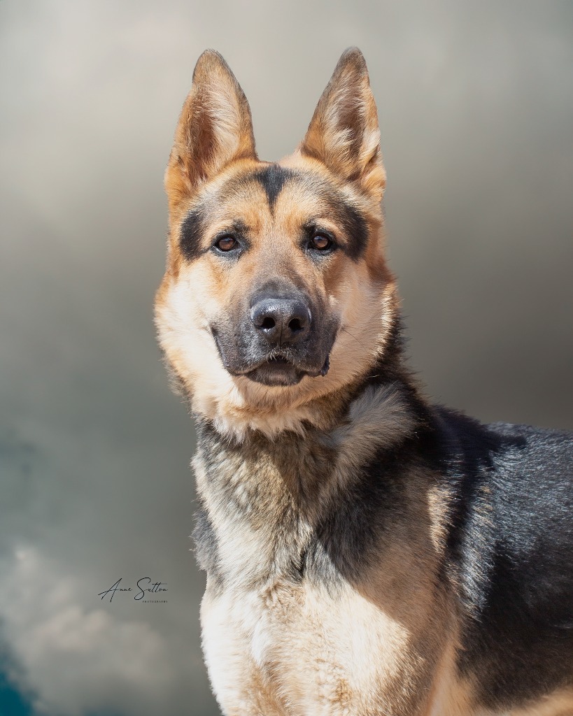 Thor, an adoptable German Shepherd Dog in Hot Springs, SD, 57747 | Photo Image 1