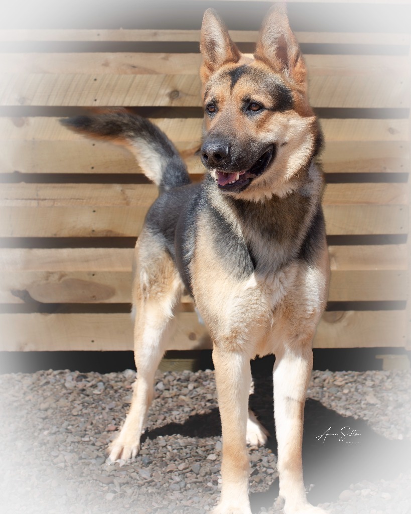 Thor, an adoptable German Shepherd Dog in Hot Springs, SD, 57747 | Photo Image 2