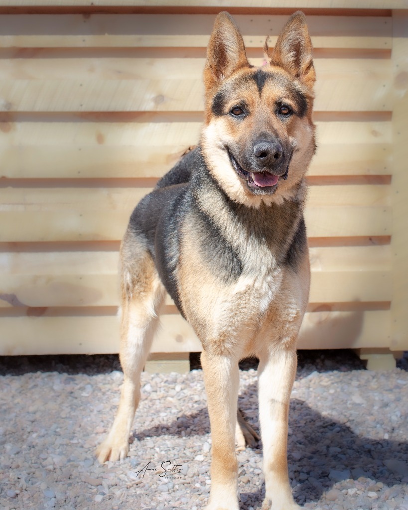 Thor, an adoptable German Shepherd Dog in Hot Springs, SD, 57747 | Photo Image 3
