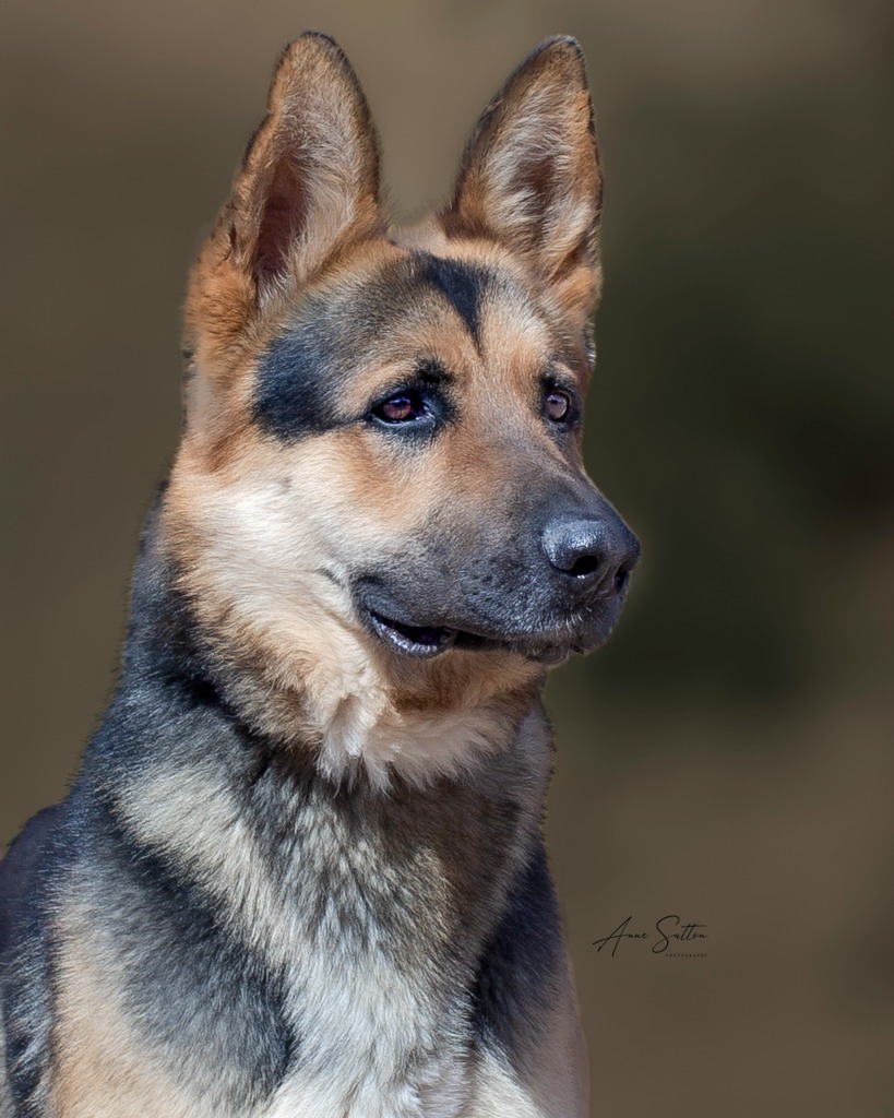 Thor, an adoptable German Shepherd Dog in Hot Springs, SD, 57747 | Photo Image 4
