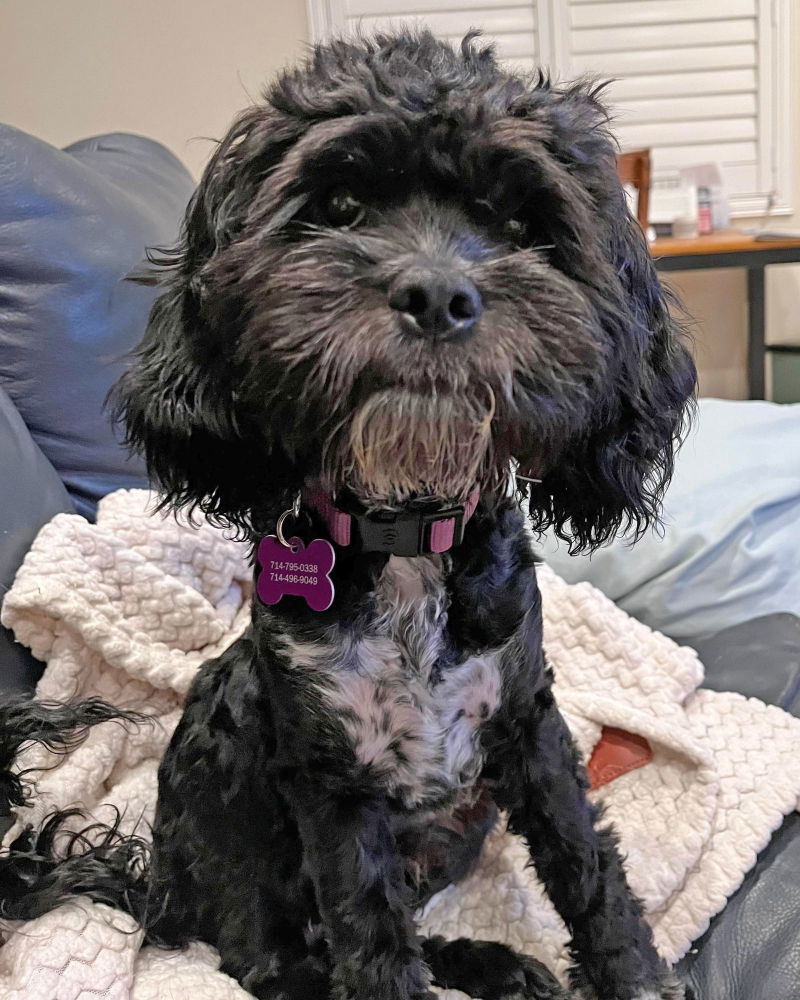 Dog For Adoption - Dudley, A Poodle & Shih Tzu Mix In Corona, Ca 