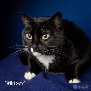 Mittsey Domestic Short Hair Cat