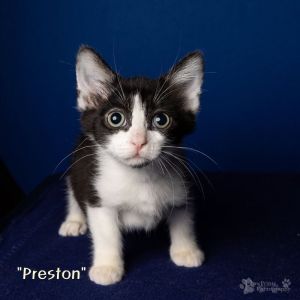 Preston Domestic Short Hair Cat