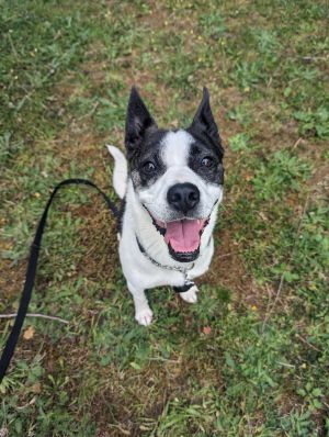 Minka Kelly Terrier Dog