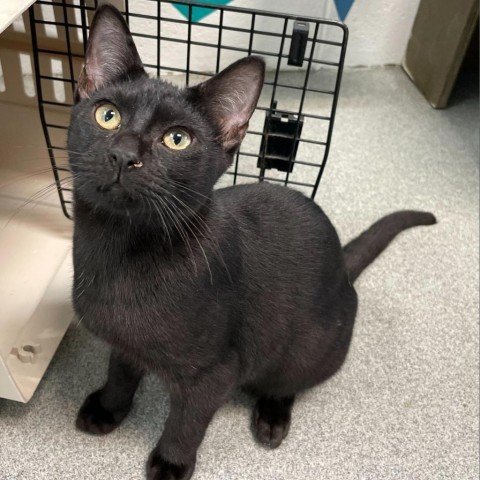 Willow, an adoptable Domestic Short Hair in Carencro, LA, 70520 | Photo Image 1