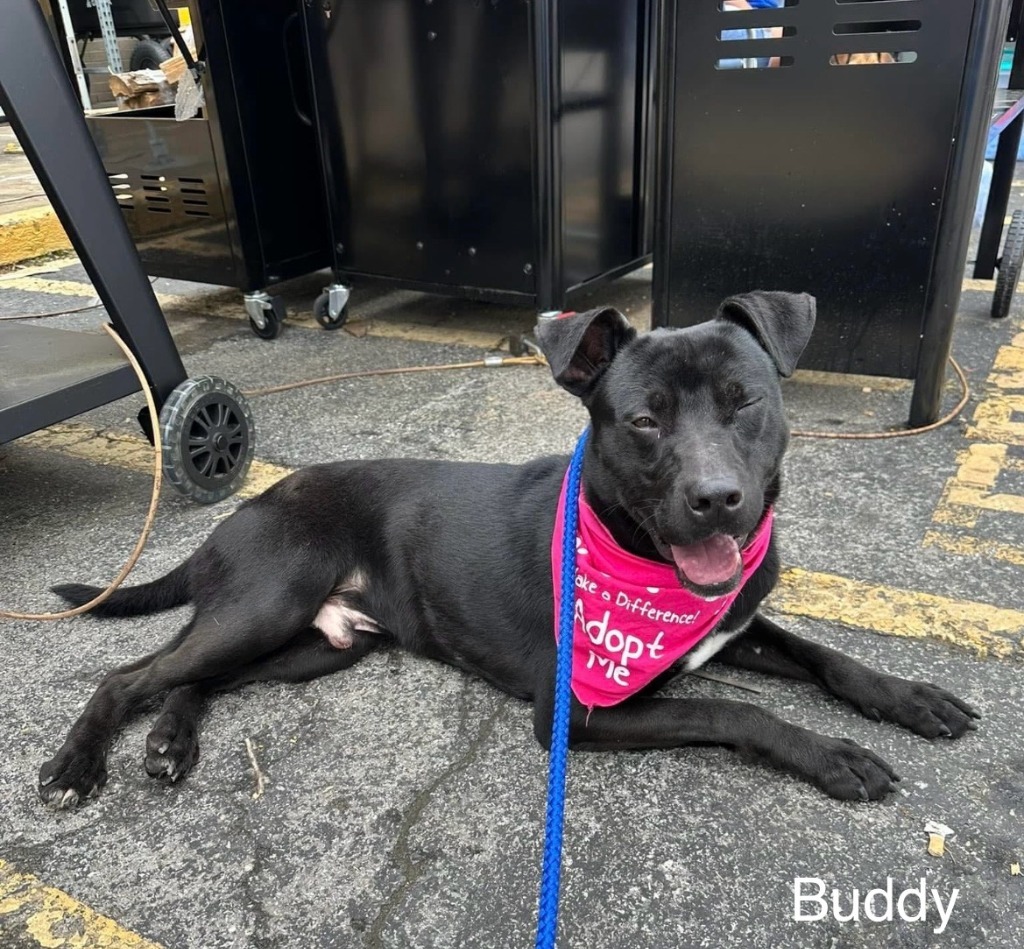 Buddy