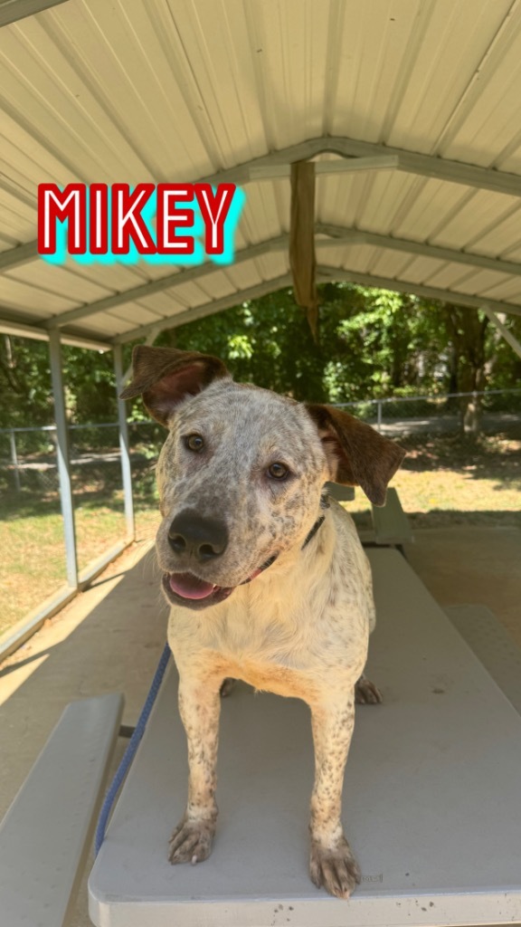 Mikey