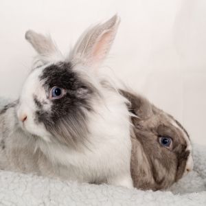 Lavender / Vail, Adult Female Lionhead
