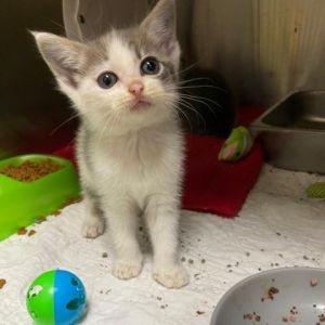 Barn Cats are Free Kittens are 100 Adults are 75 Seniors are 50 Two kittens are 150 Include