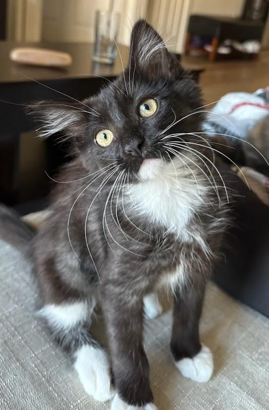 Little Fluffy Cloud (bonded w/Droplet)