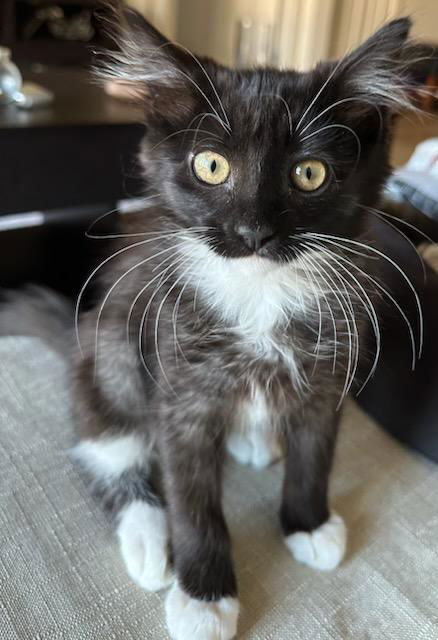 Little Fluffy Cloud (bonded w/Droplet)