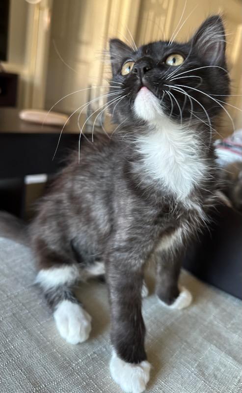 Little Fluffy Cloud (bonded w/Droplet)