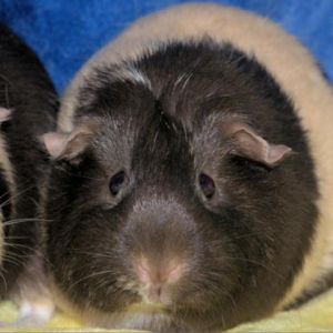 Im Princess Daisy a young American female guinea pig who was surrendered to a local county shelter