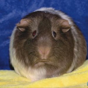 Im Snuffles a young American female guinea pig who was left on the sidewalk in