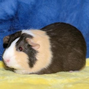 Im Princess Peach a young American female guinea pig who was surrendered to a local county shelter