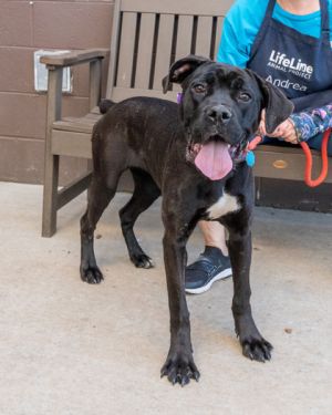 Qwinnie is a shiny black and white girl with a very slight brindle pattern to her coat She has a