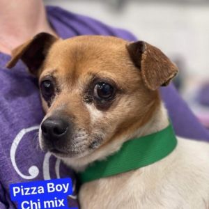 Pizza Boy Chihuahua Dog