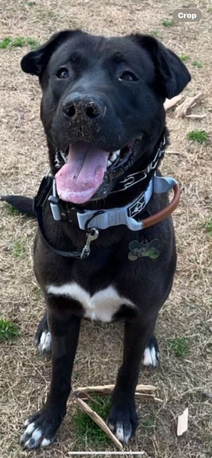 Meet Wonderful COLEMAN - Tall and Handsome - Black LabHoundShephard Mix Needs a HOME ASAP He quic