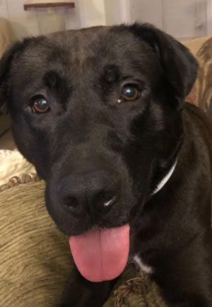 Meet Wonderful Coleman The Handsome Black LabHoundShepherd Mix in Need of a Loving Home Coleman