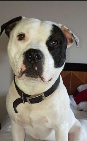 IZZY - PURE AMERICAN BULLDOG FEMALE  35 YRS OLD FOSTER HOME NEEDED UNTIL ADOPTIVE HOME FOUND MET