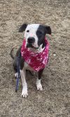 ROSE- Sweet Senior - Needs Foster Care for Year photo 1