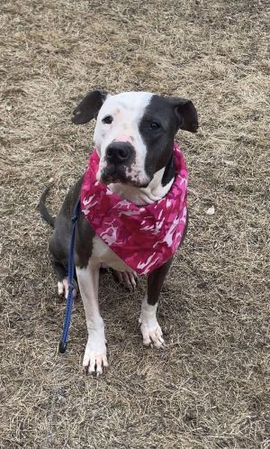 ROSE- Sweet Senior - Needs Foster Care for Year American Bulldog Dog