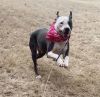 ROSE- Sweet Senior - Needs Foster Care for Year photo 2
