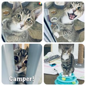 CAMPER Kitty - 6 mo/5 lbs - SWEET! Tabby Cat