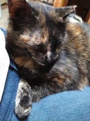 Meet Beautiful LILY - Torti Girl - She will steal your heart  Lily a very intelligent and inquis