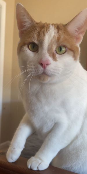 MR. LUCA - Stunning White w/Orange Domestic Short Hair Cat