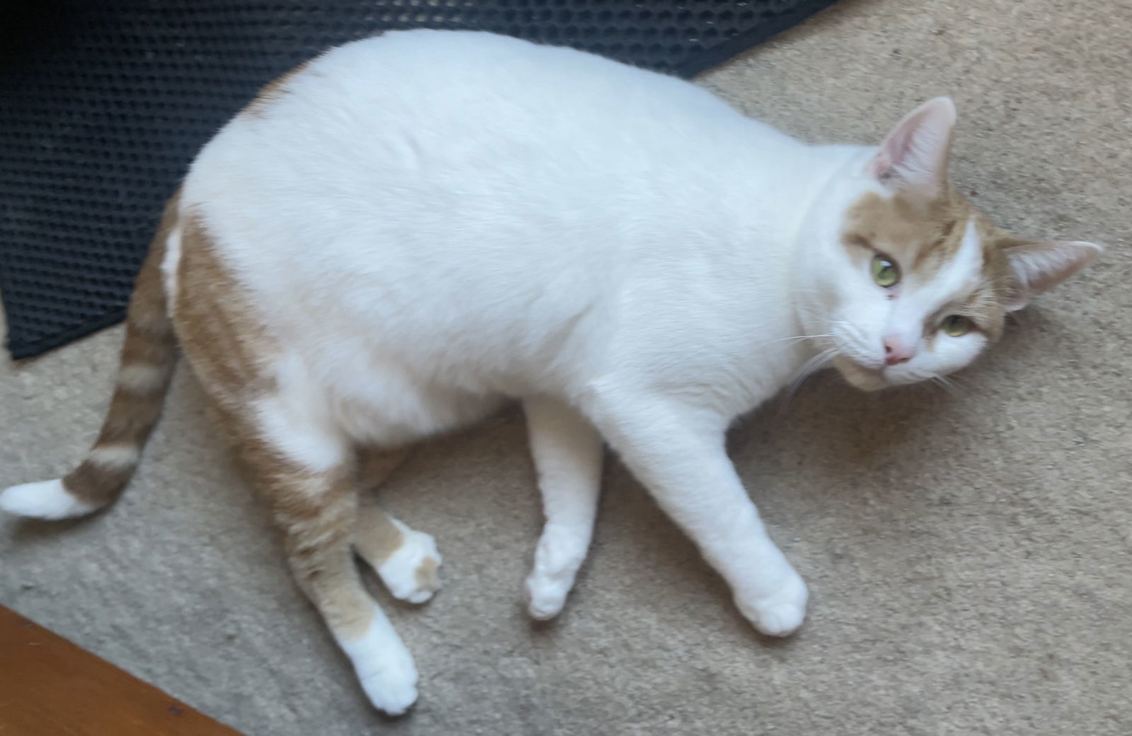 MR. LUCA - Stunning White w/Orange
