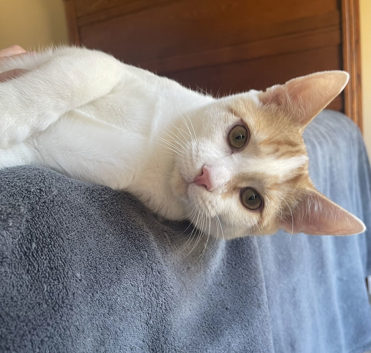 MR. LUCA - Stunning White w/Orange
