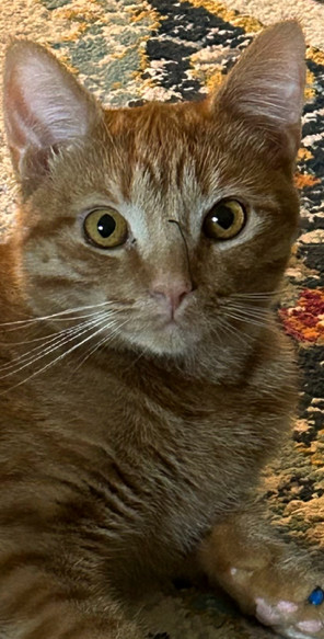 PEACHES (Adorable) - Rare YELLOW TABBY GIRL American Shorthair Cat