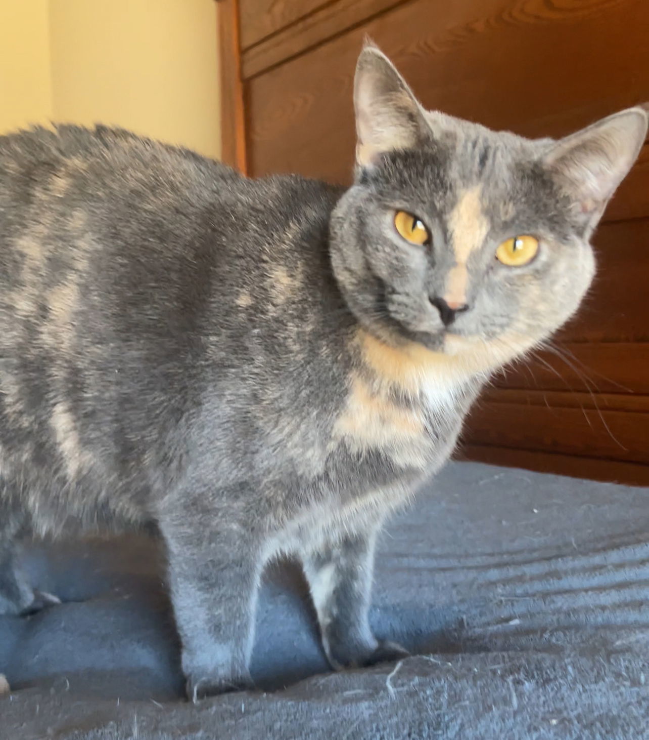 ZOEY - Lovely Gray/pink - Calico kitty!