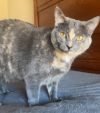 ZOEY - Lovely Gray/pink - Calico kitty! photo 2