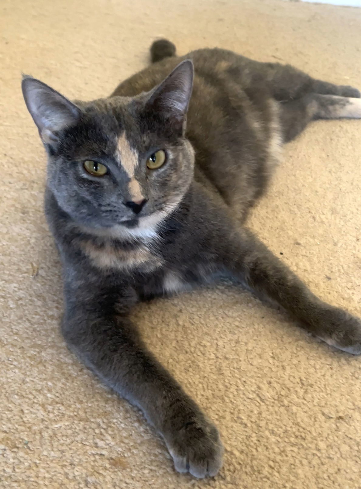 ZOEY - Lovely Gray/pink - Calico kitty!