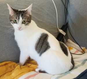 Miley is ready for adoption Miley is a sweet dainty 18-month young female kitty Miley had a rough 