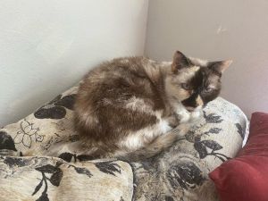 Foster Home Needed for Senior Kitty Metro Area PLEASE Shes a pretty easy chill kitty - just likes 