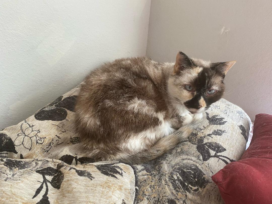 Willow - Older Siamese Mix/Torti -SHORT Term Fost