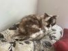 Willow - Older Siamese Mix/Torti -SHORT Term Fost photo 1