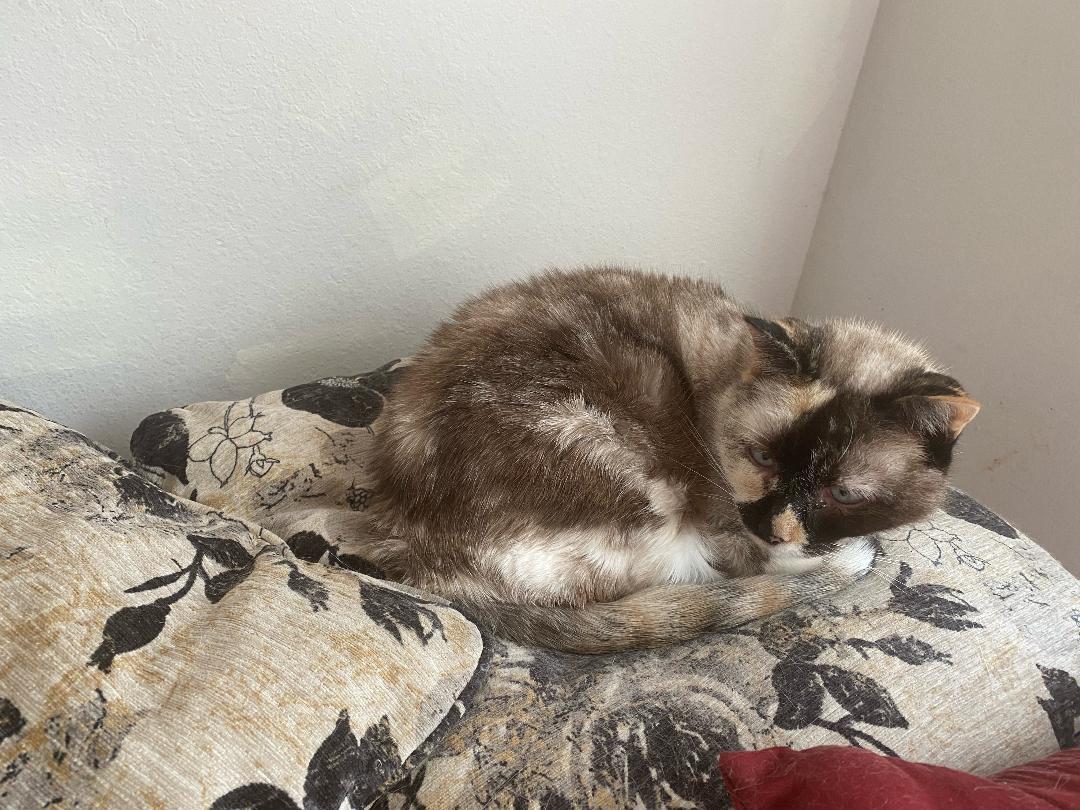 Willow - Older Siamese Mix/Torti -SHORT Term Fost