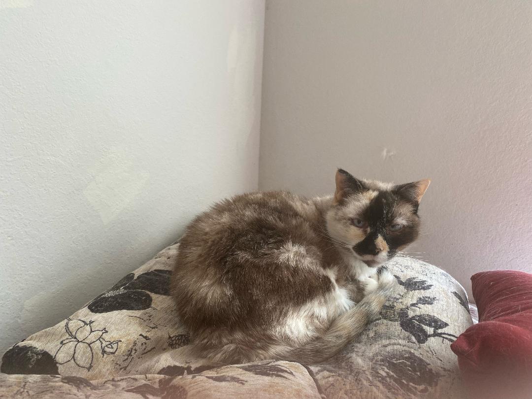 Willow - Older Siamese Mix/Torti -SHORT Term Fost