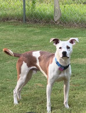 MR T EDDY -- is a HAPPY YOUNG HOUND MIX and what a sweetie NOTE Teddy is NOT a pit