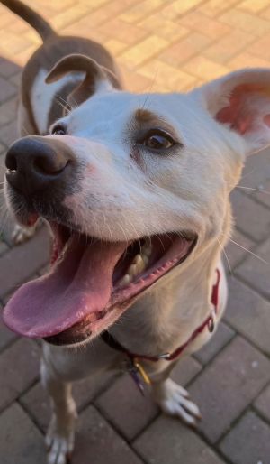 Meet Handsome Teddy The Happy Loving Young Resilient Hound Mix Whos Ready for His Forever Home