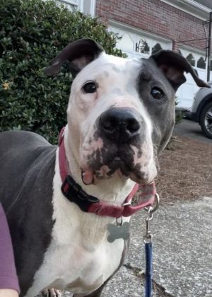 Leighs foster This is a Courtesy Post for Canine Crusaders of Atlanta Please contact them directly 