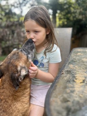 SARINA -Sweet SR. Paid FOSTER/NO FEE ADOPT German Shepherd Dog Dog