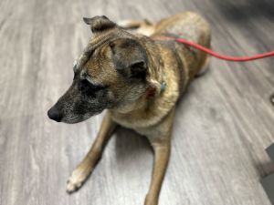 SARINA -Sweet Senior German Shepherd Dog Dog