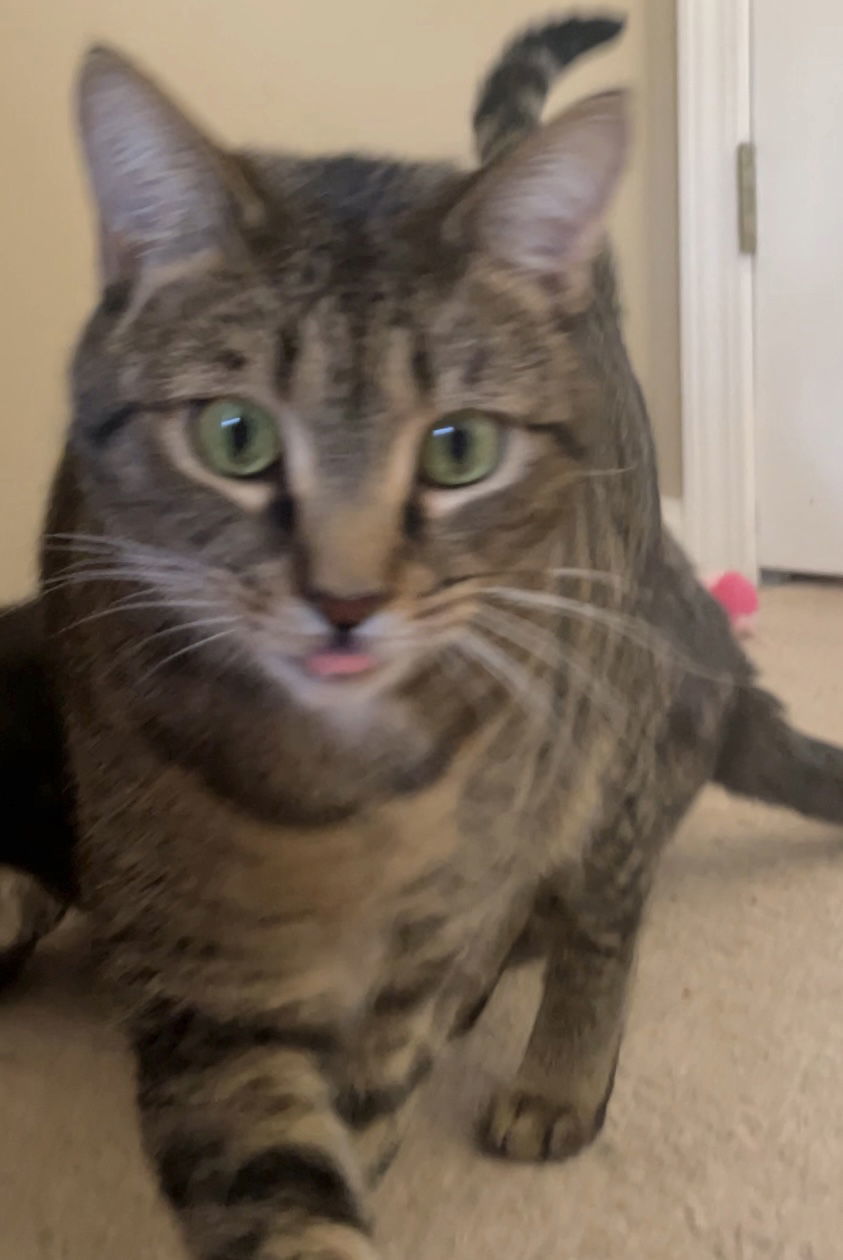 Miss LILY - GRAY Tabby KITTY GIRL