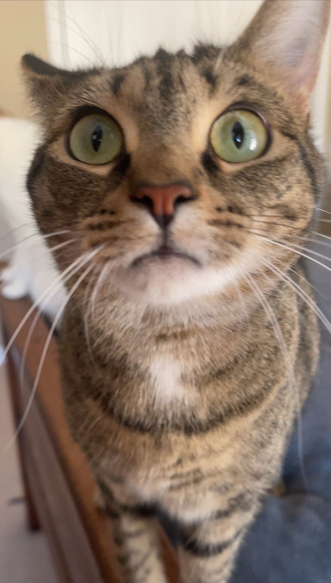 Miss LILY - GRAY Tabby KITTY GIRL