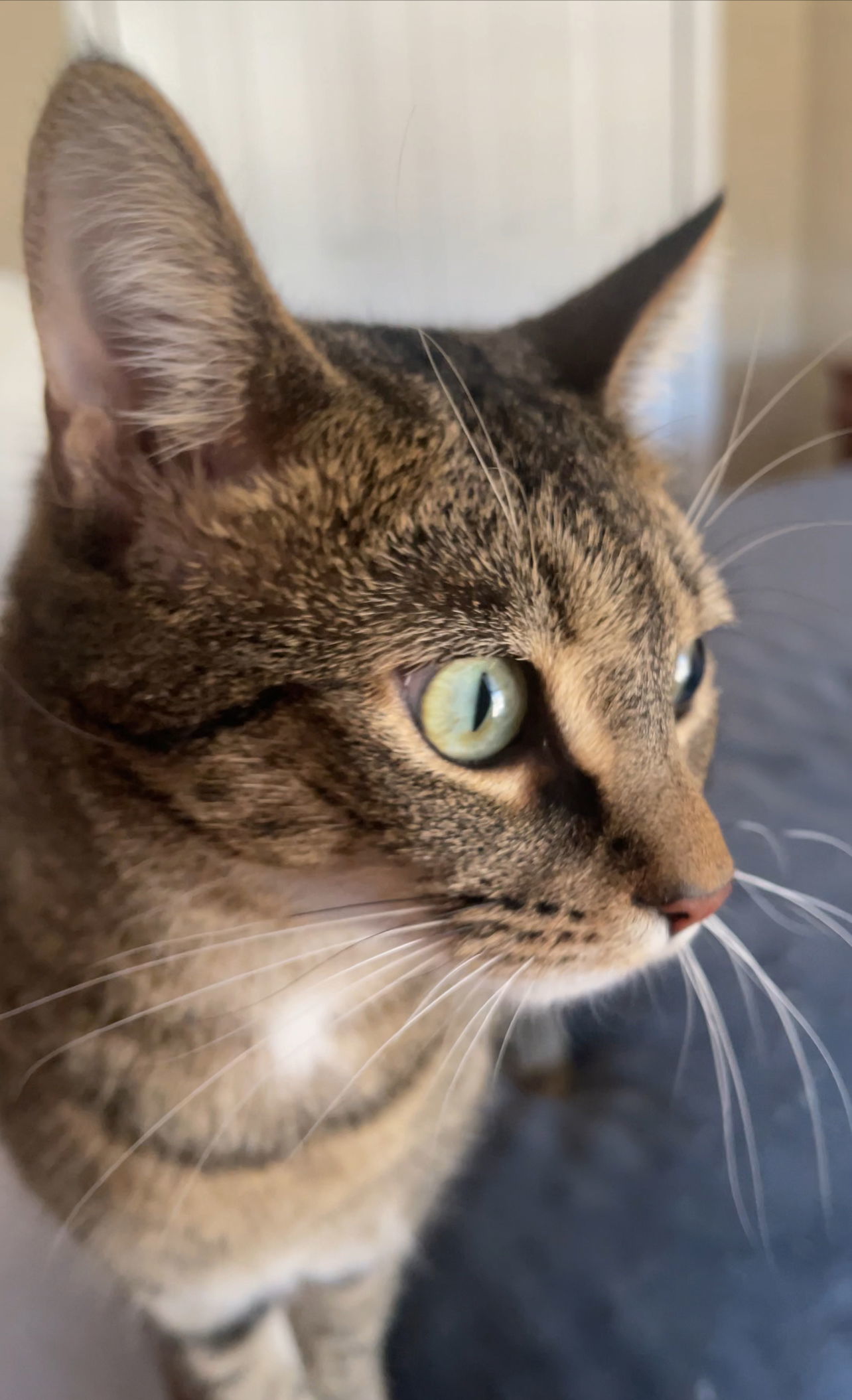 Miss LILY - GRAY Tabby KITTY GIRL